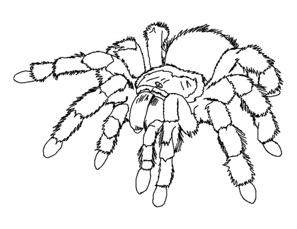 desenho de aranha colorida