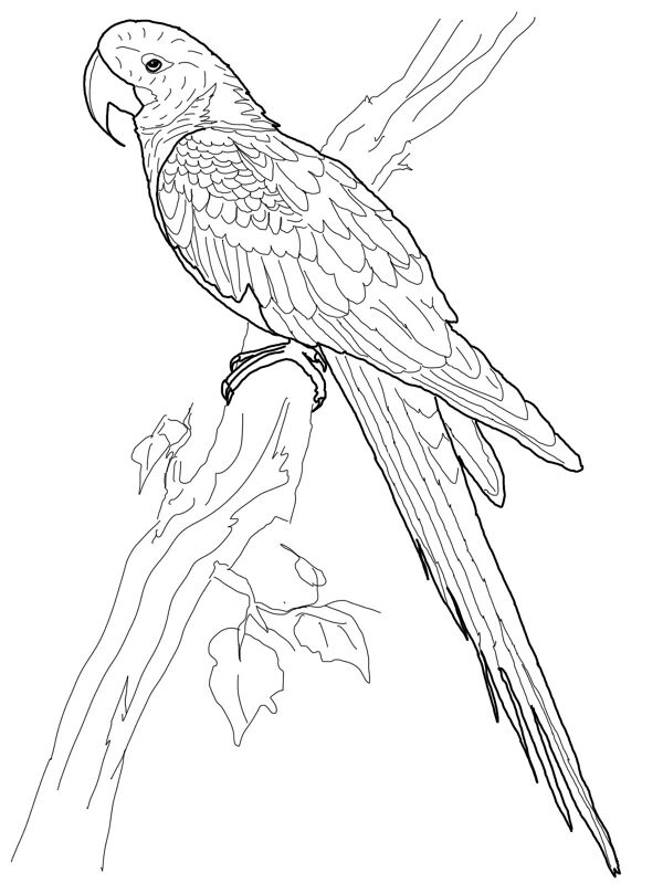 desenho de arara para imprimir