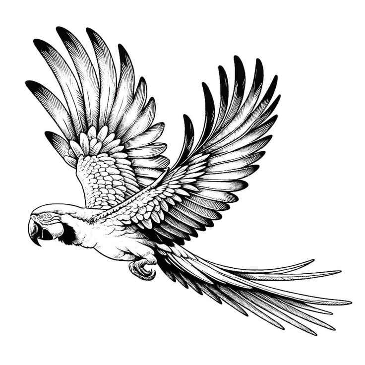 desenho de arara para imprimir