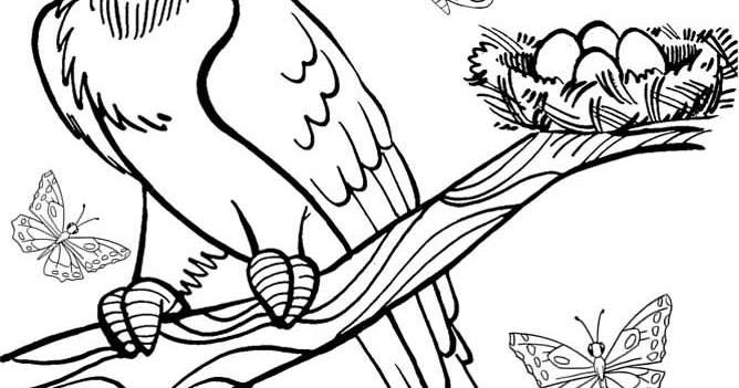 fauna brasileira para colorir