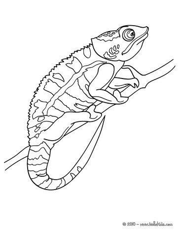 camaleão fácil de colorir