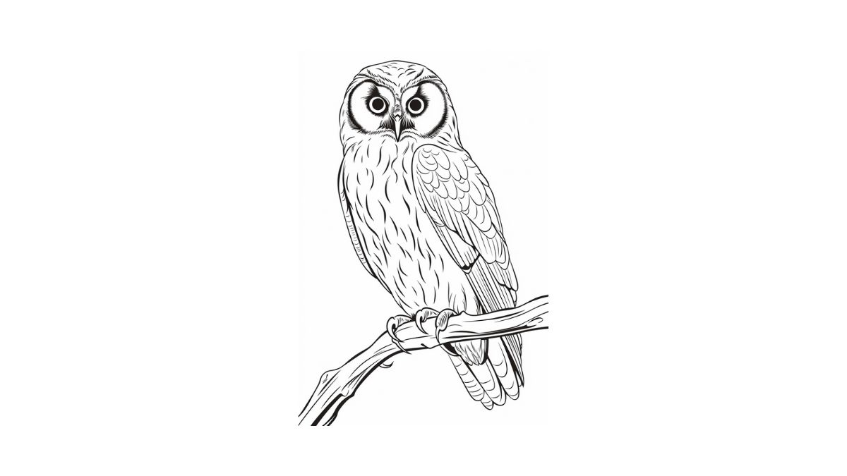 tutorial coruja para colorir