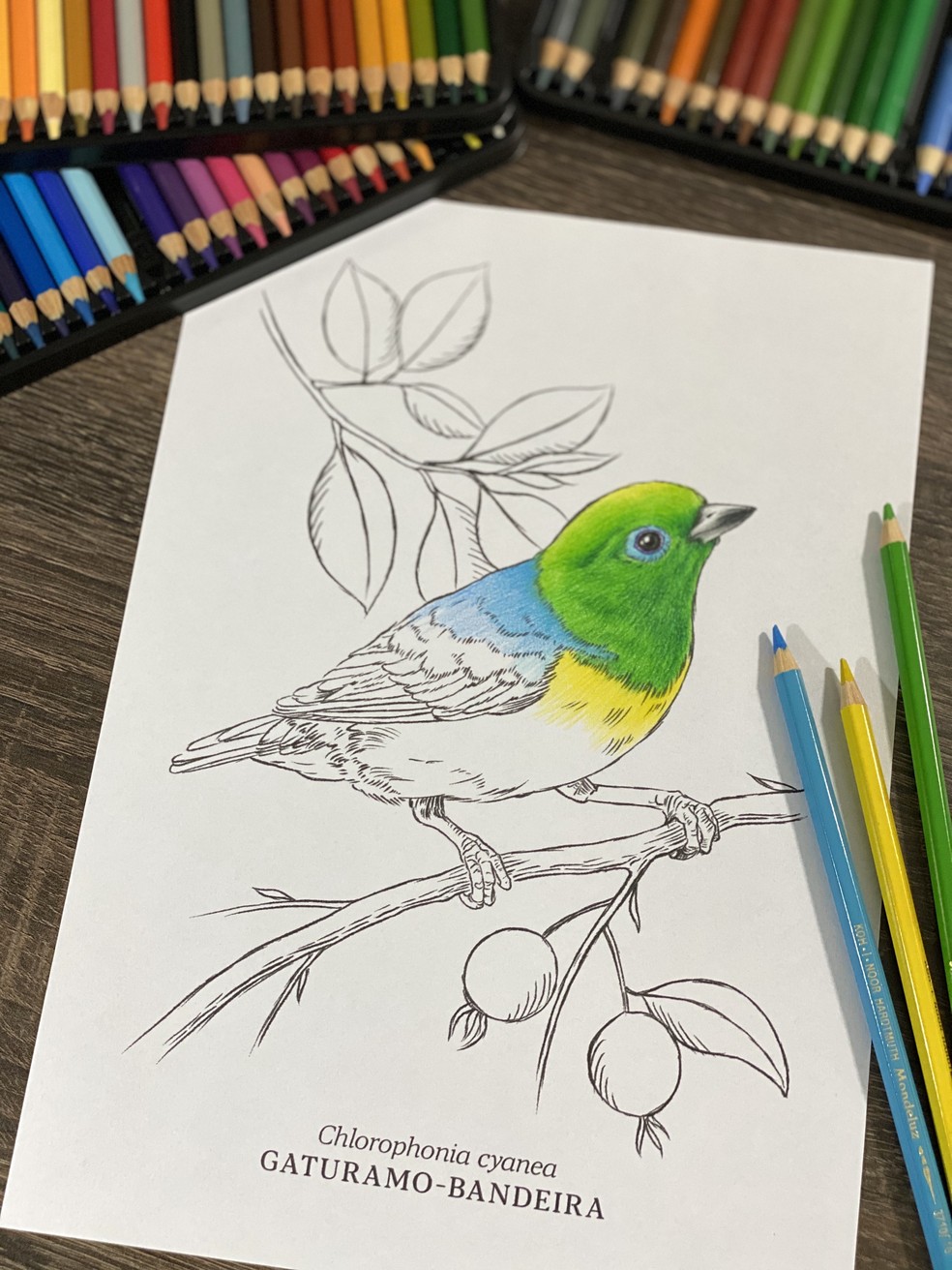 desenho