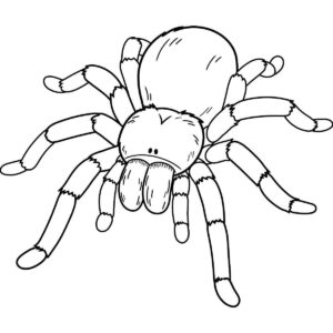 Guia Completo de Desenhos de Aranhas Realistas para Imprimir