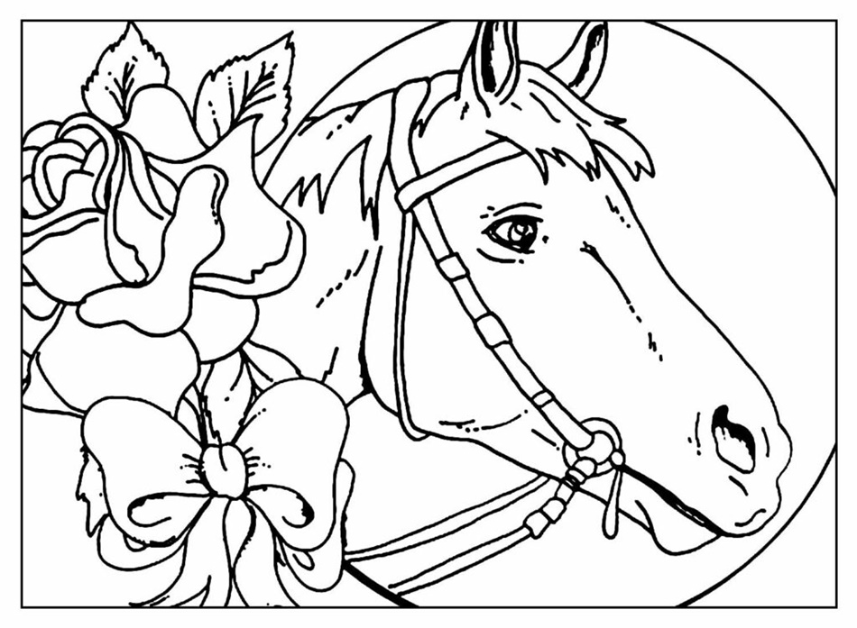 Guia Completo das Pelagens de Cavalos: Cores e Características