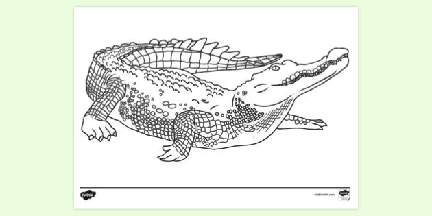 Guia Completo: Como Escolher o Desenho de Jacaré Ideal para Cada Idade