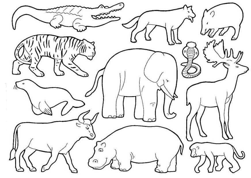 desenhos de animais da floresta kawaii