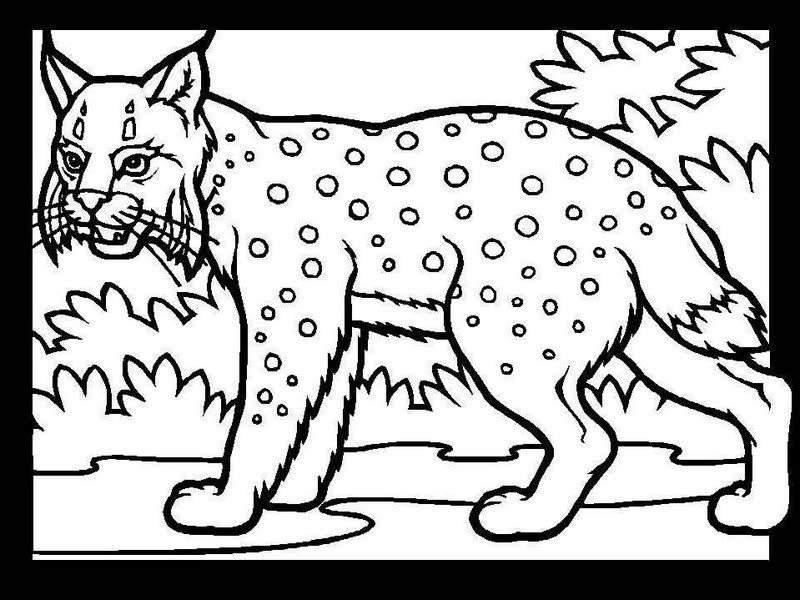 desenhos de esquilos para colorir