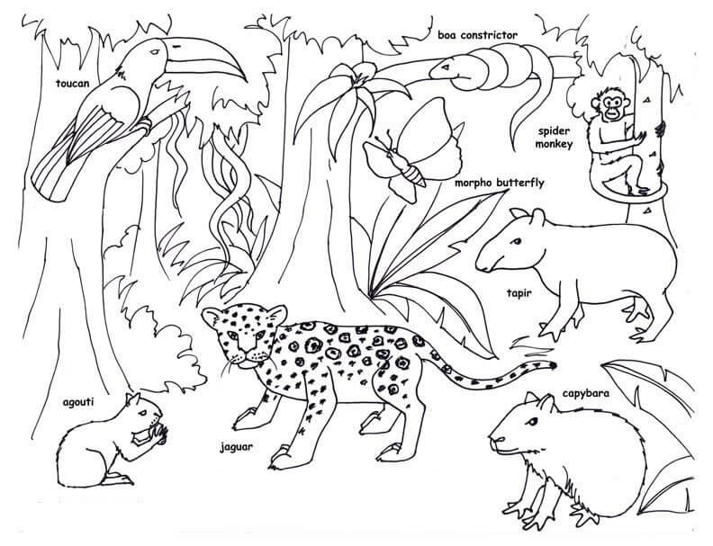 animais da Amazônia para colorir
