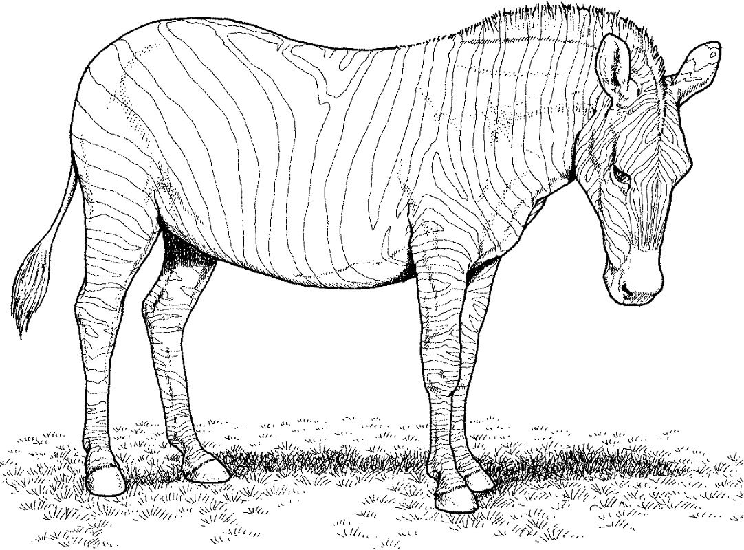 colorir animais exóticos