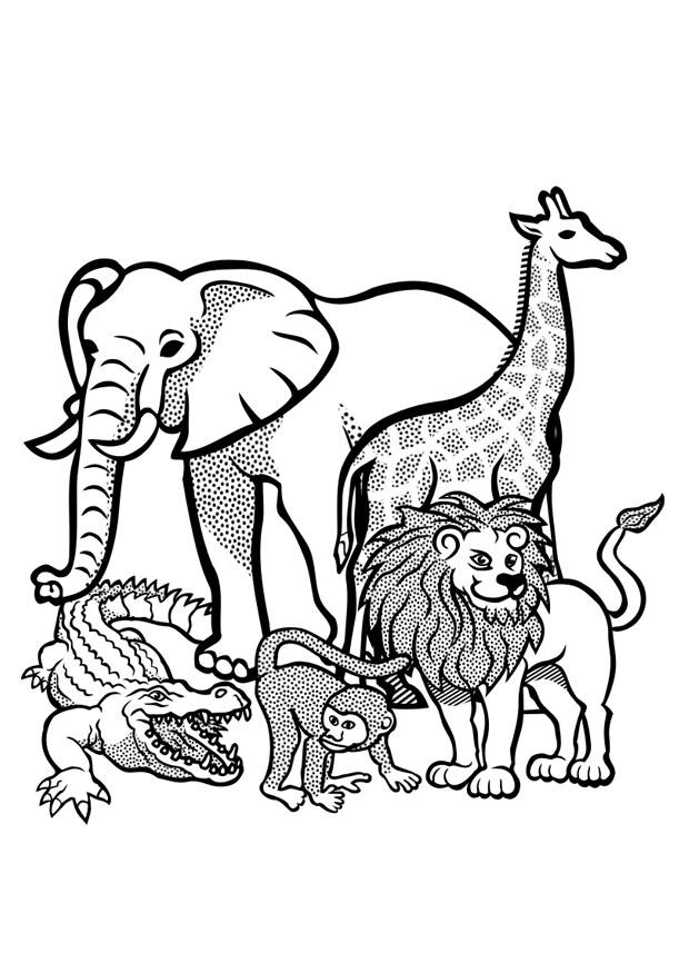 animais da floresta para colorir