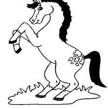 desenho de cavalo realista para colorir