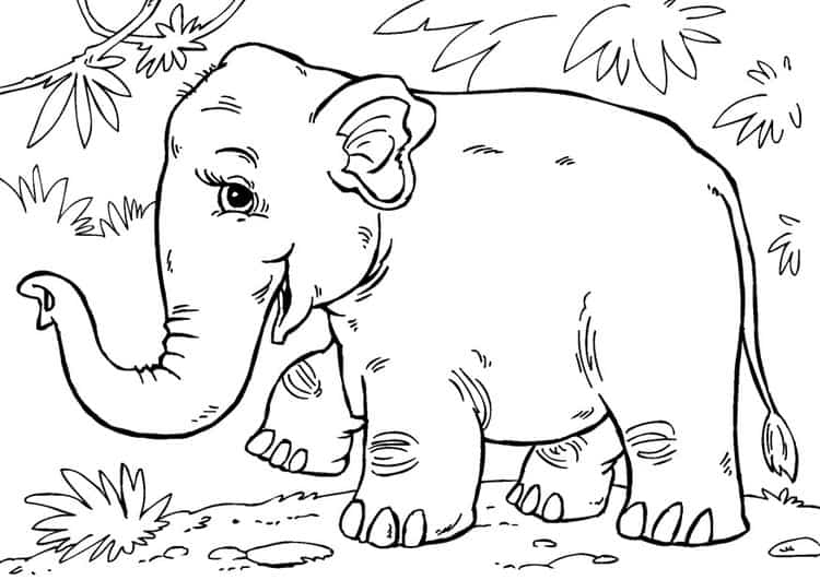 cores para pintar um elefante