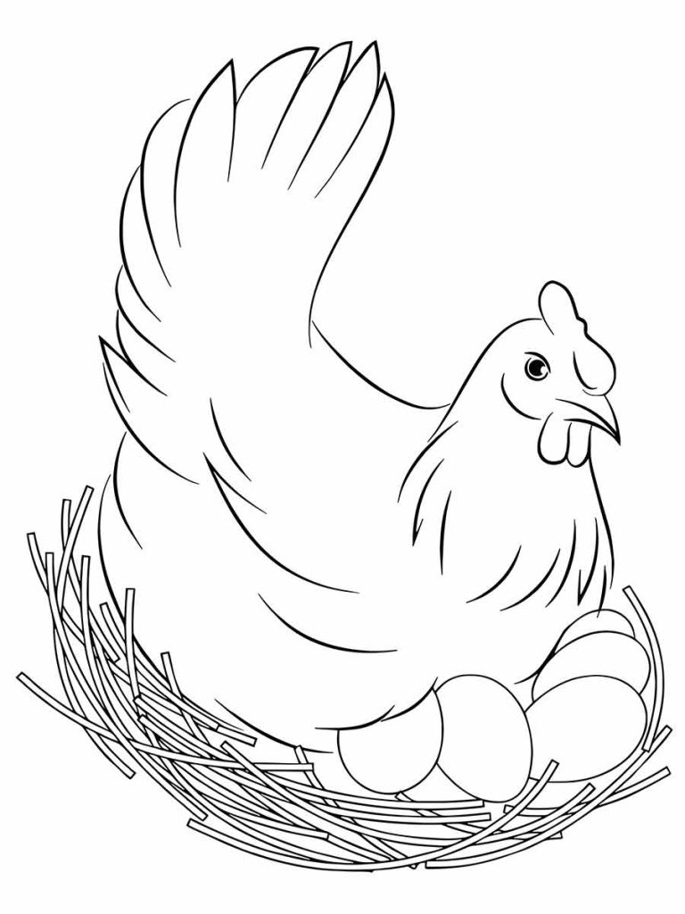 desenho de galinha em aquarela para colorir