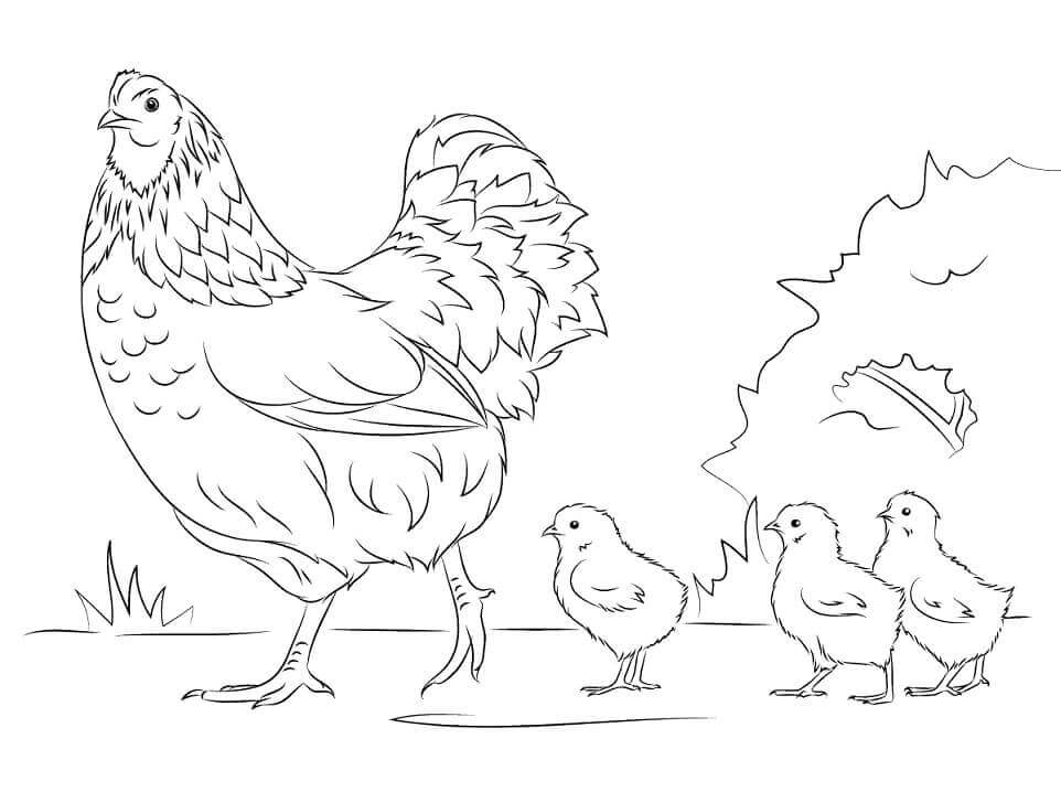 desenho de galinha de desenho animado para colorir