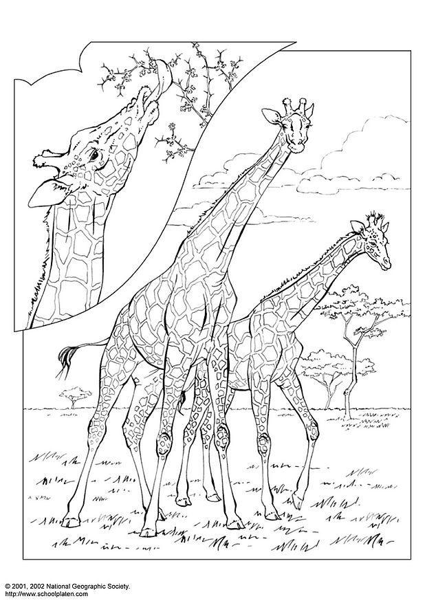 atividade infantil girafa