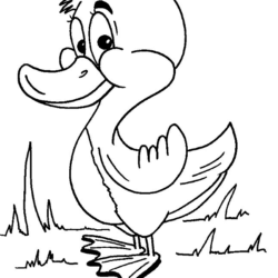 desenho de patinho com chapéu para colorir