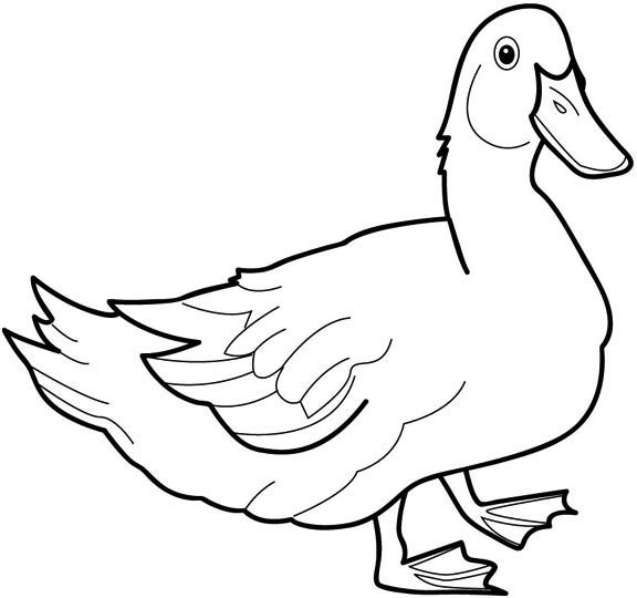 patos nadando para colorir