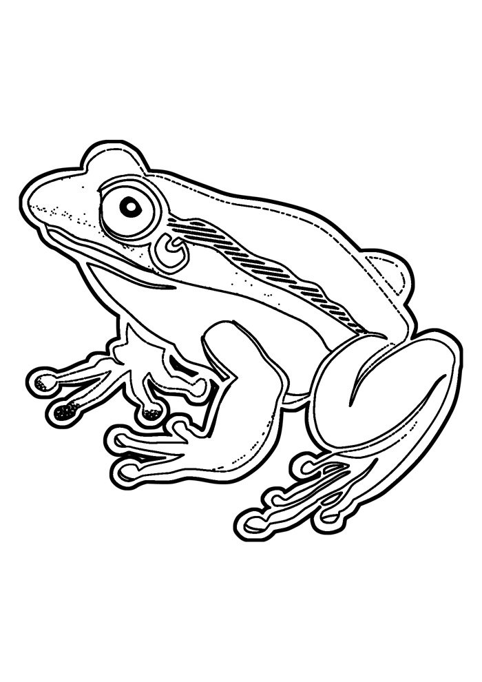 desenho sapo para colorir
