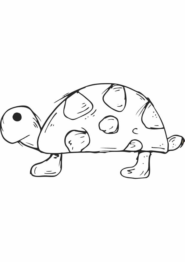 Como escolher o melhor desenho de tartaruga para cada idade