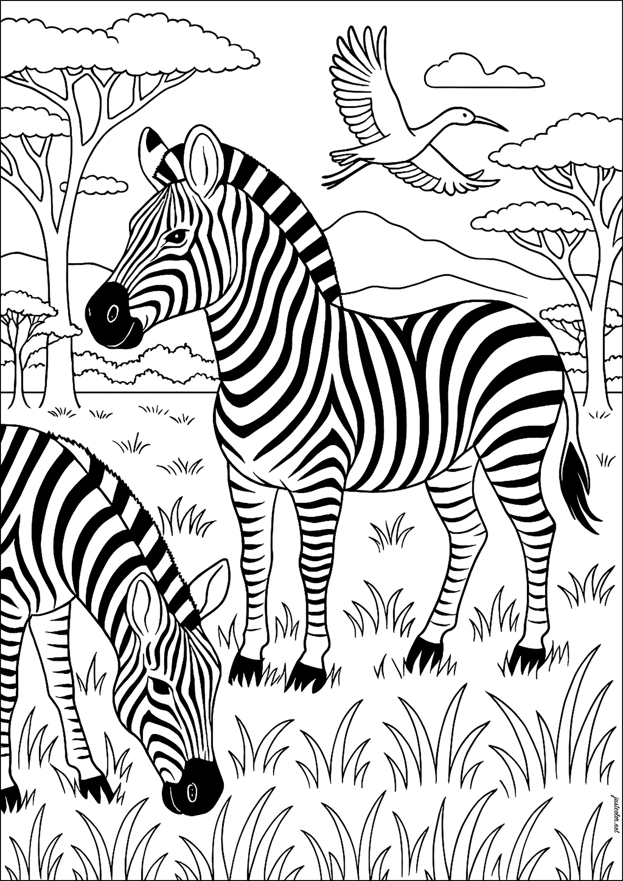 Os Melhores Sites para Baixar Desenhos de Zebra para Colorir Gratuitamente