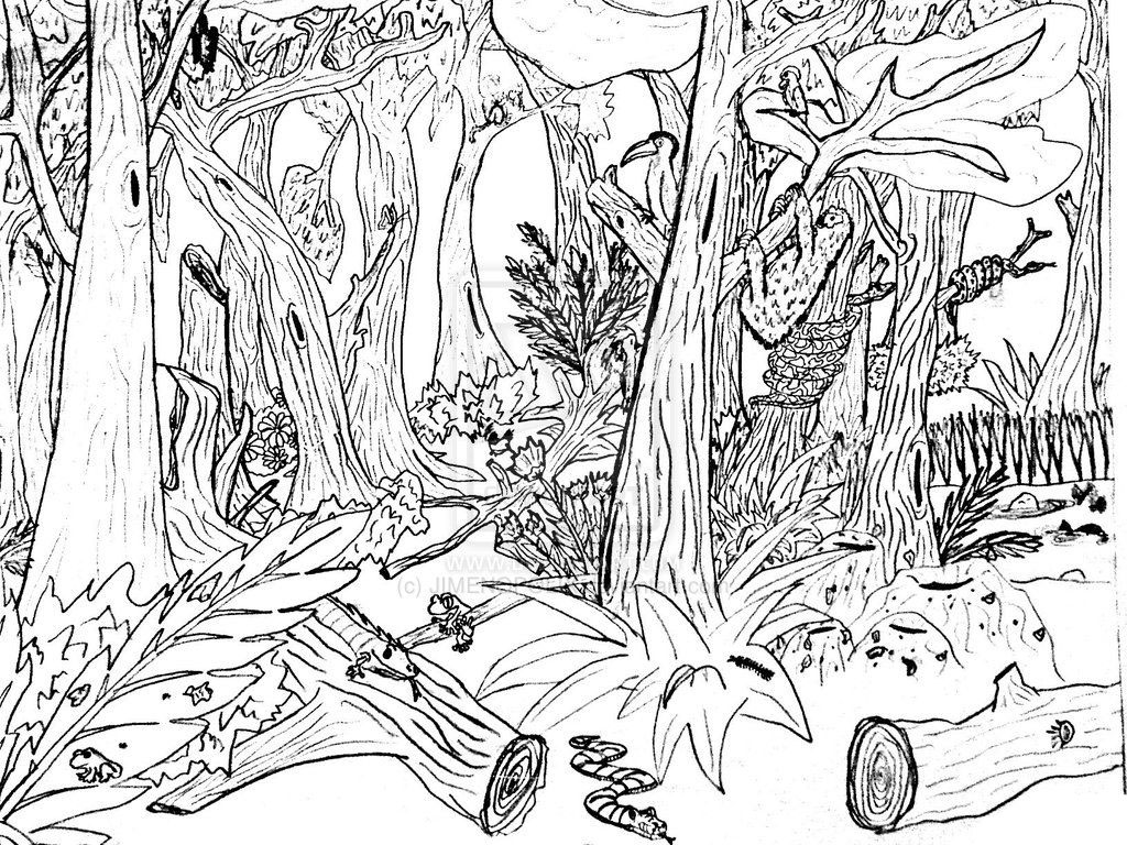 impactos do desmatamento para colorir