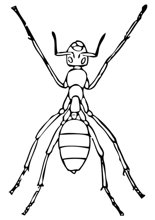 desenhos de insetos para colorir
