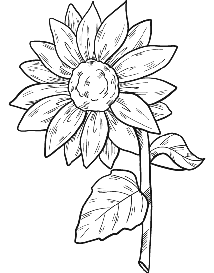 desenho de flor girassol para colorir