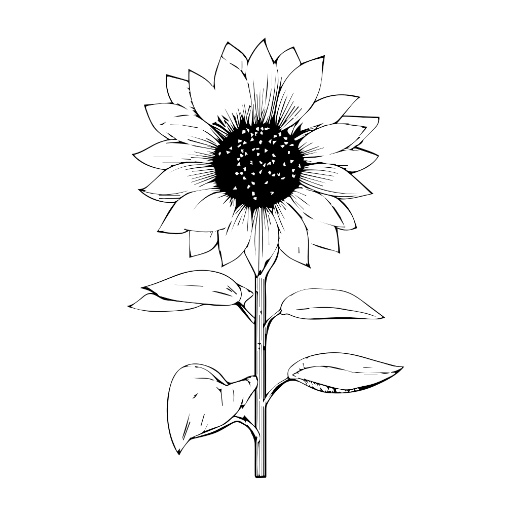 como desenhar um girassol passo a passo