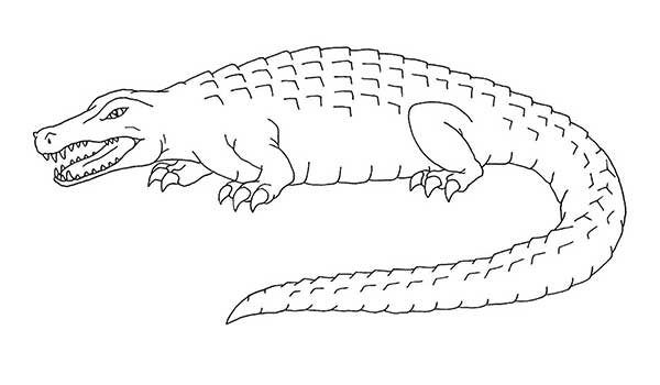 desenho de crocodilo para colorir