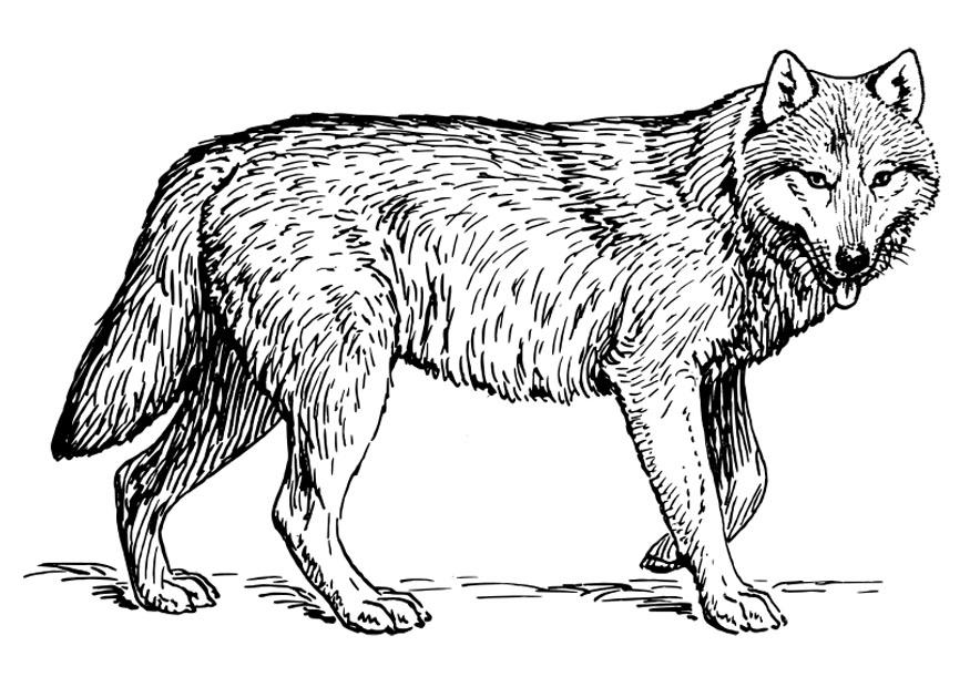 lobo para pintar online