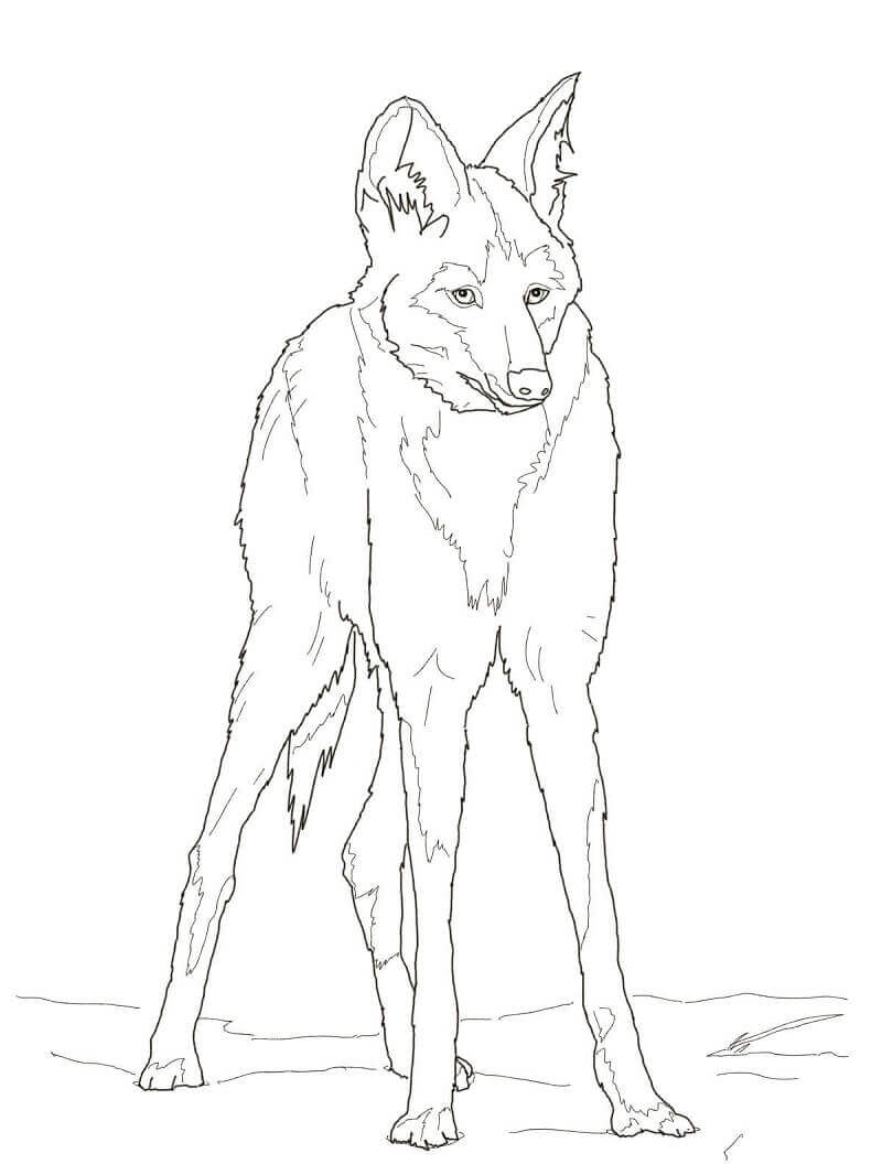 lobo guará para pintar