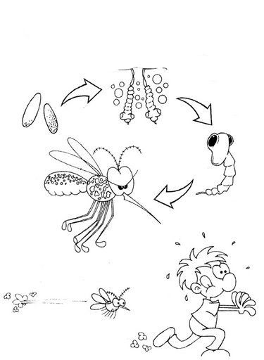 ilustração Aedes aegypti para colorir