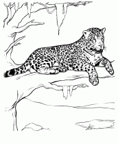 desenho de onça para colorir e imprimir grátis