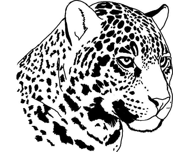 desenhos de animais brasileiros para colorir