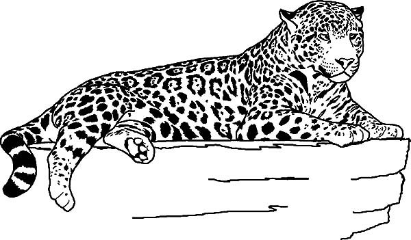 desenho de onça pintada filhote para colorir