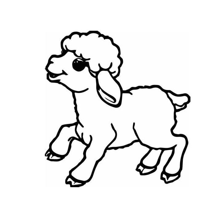 desenho de ovelha para colorir infantil