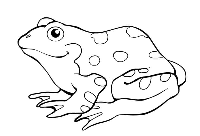 sapo em aquarela para colorir