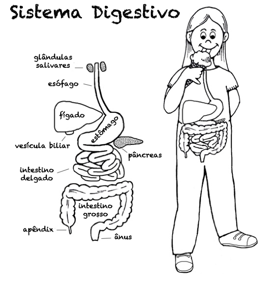 desenho do aparelho digestivo para colorir