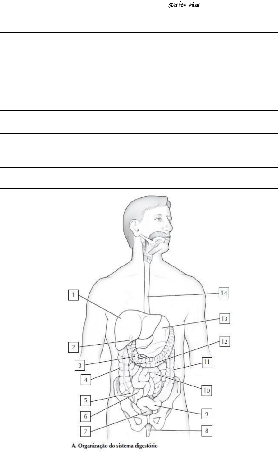 sistema digestivo para pintar