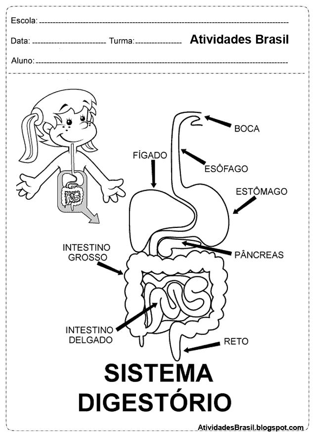 esquema do sistema digestório para imprimir e colorir