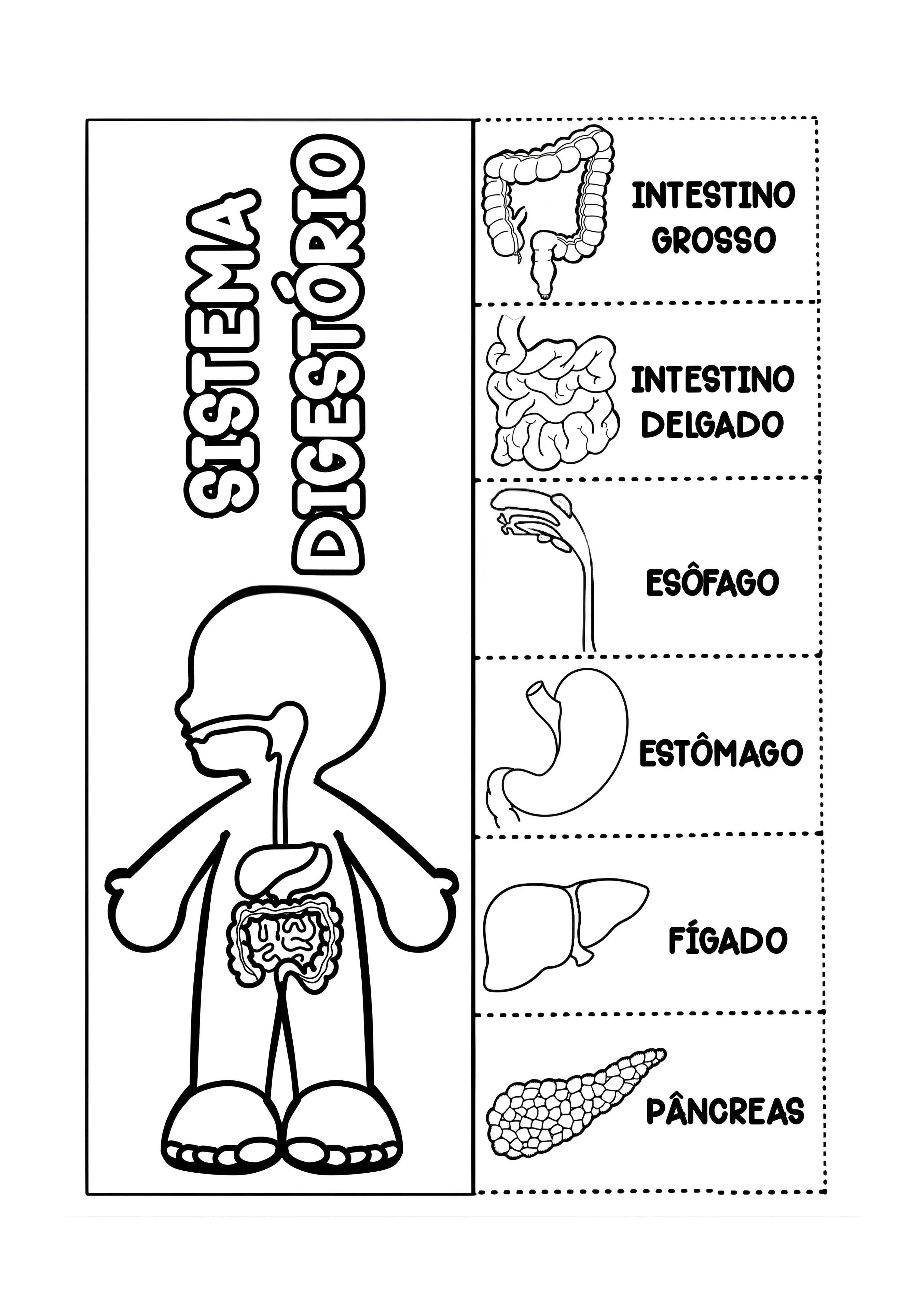 atividade de colorir órgãos do sistema digestivo