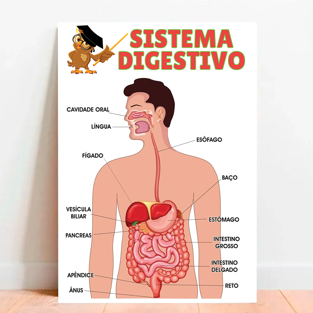desenho anatômico do sistema digestivo para colorir