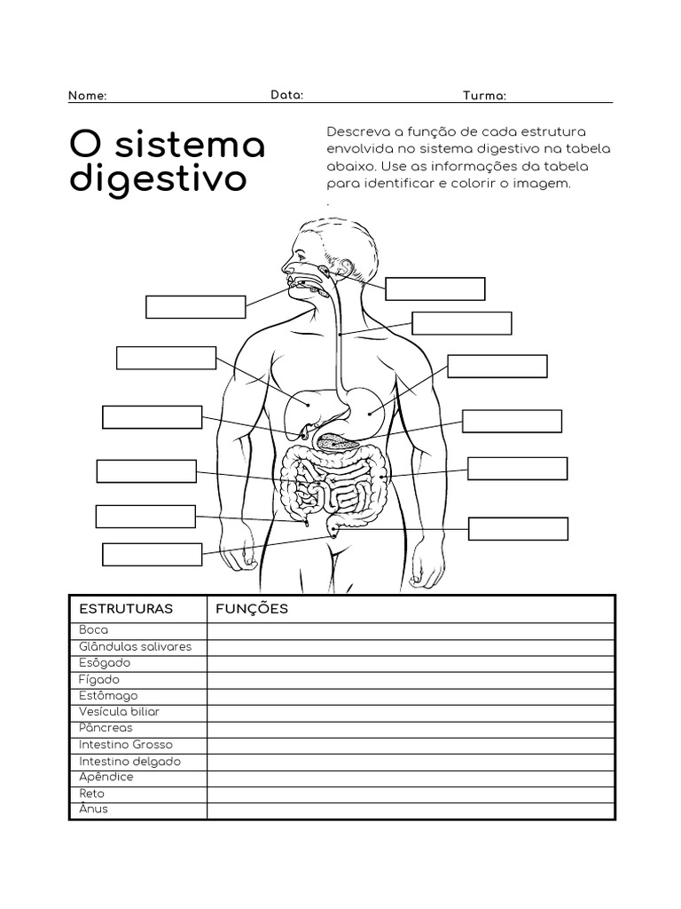 folha de atividades sistema digestório para colorir