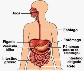 sistema digestório para colorir com nomes