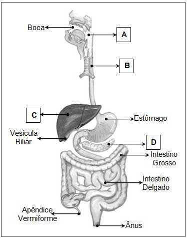 sistema digestivo para pintar