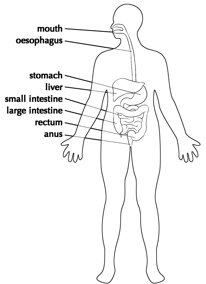 desenho do estômago e intestinos para colorir
