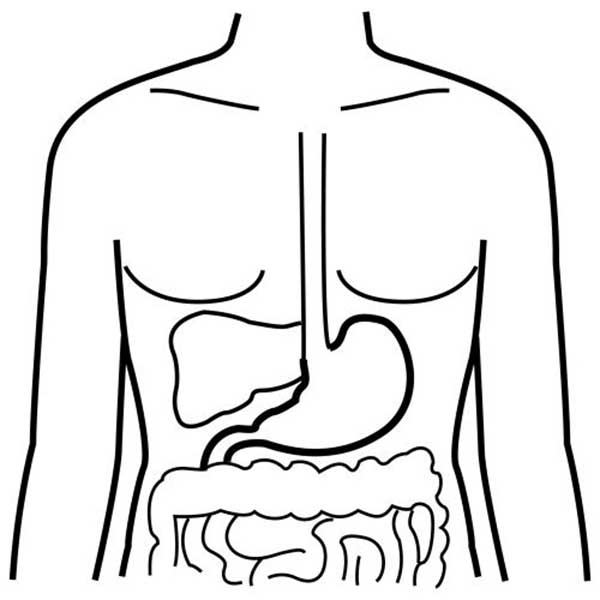 desenho anatômico do sistema digestivo para colorir