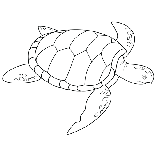 tartaruga kawaii para colorir