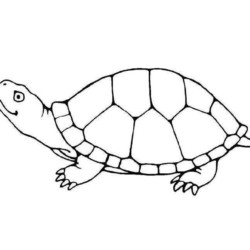 desenhos de tartarugas em perigo para colorir (conscientização ambiental)
